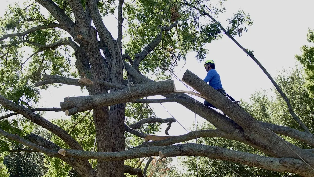 Professional Hazardous Tree Removal performed by certified arborists in Muir