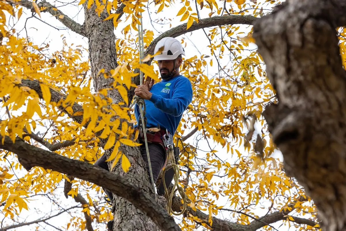Skilled Storm Damage Cleanup crew working in Muir