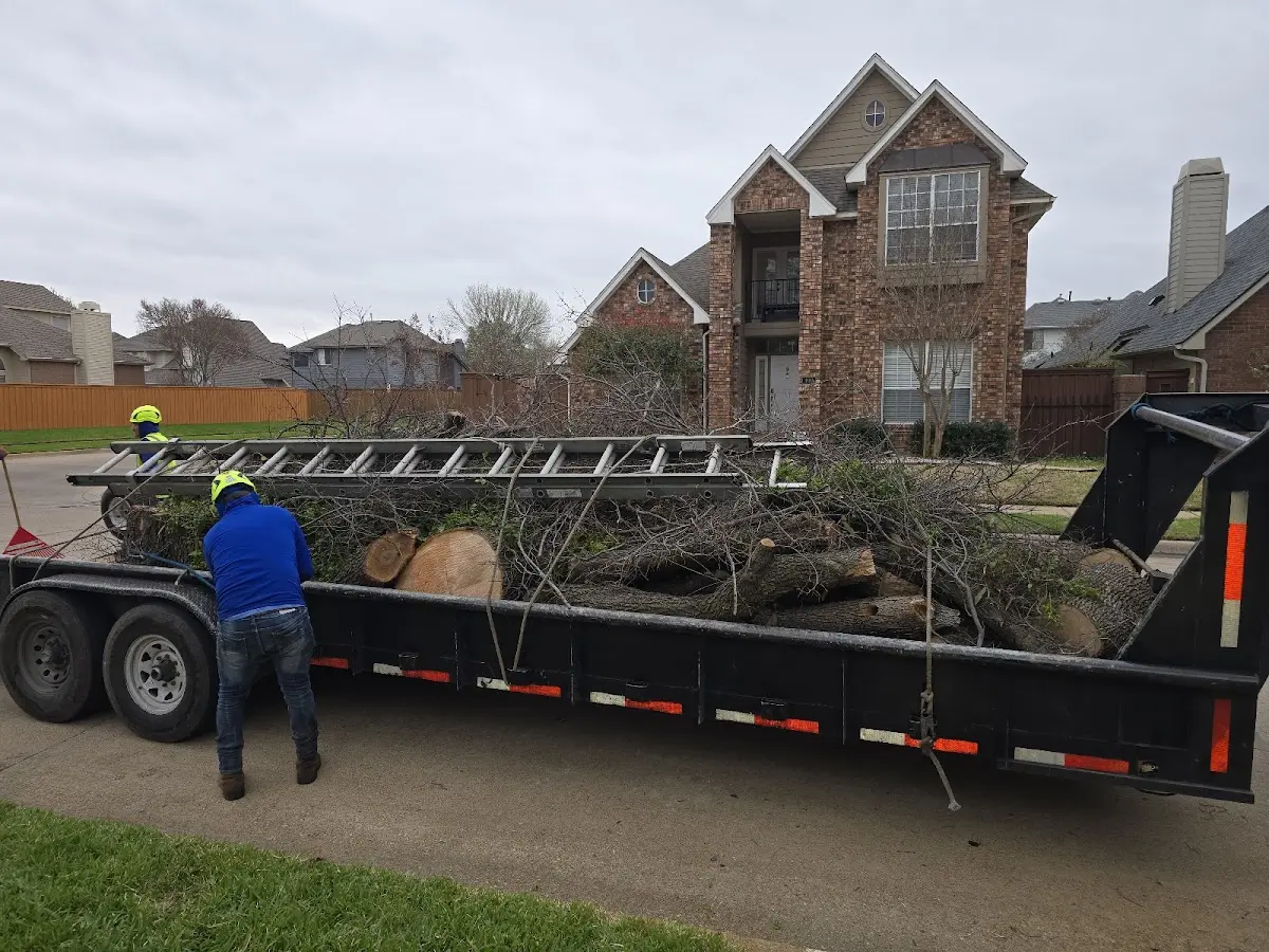 Expert Tree Removal with proper safety equipment in Muir